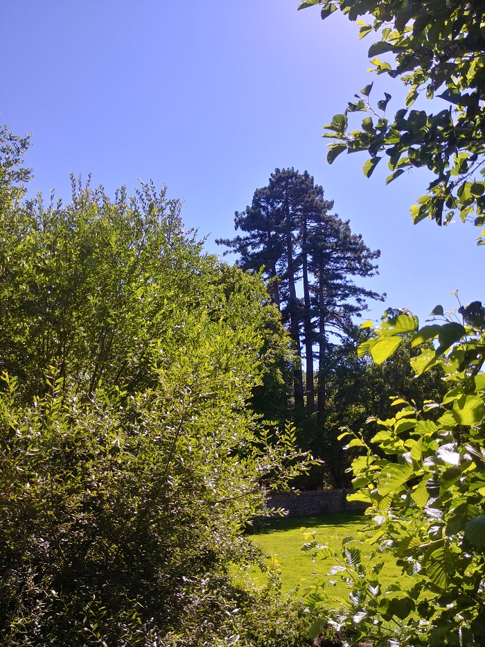 Séquoias sempervirens