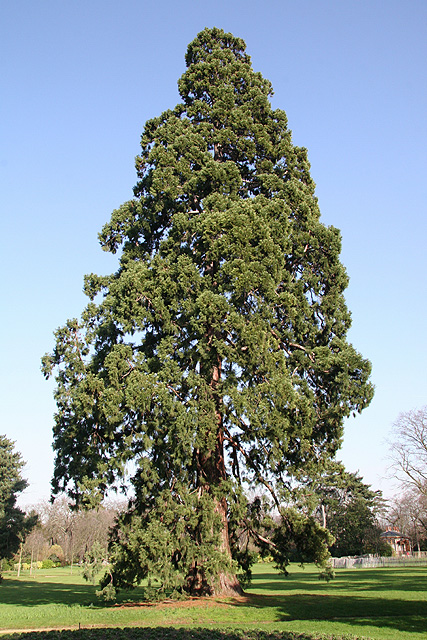 Séquoia Géant au Pré Catelan (Bois de Boulogne) ©Stéphane Sudré