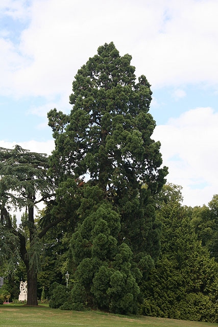 Séquoia géant au parc du Thabor © Stéphane Sudre