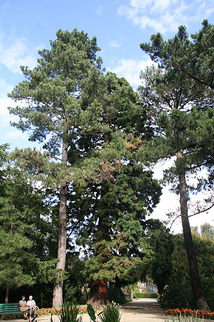 Pin et séquoia, parc du Thabor, Rennes © Stéphane Sudre
