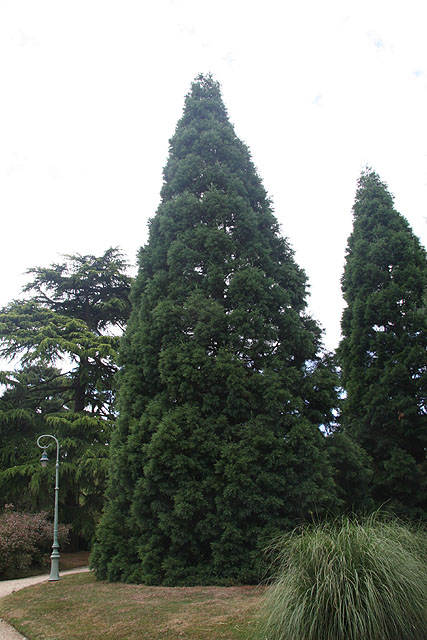 Séquoias géants coniques © Stéphane Sudre