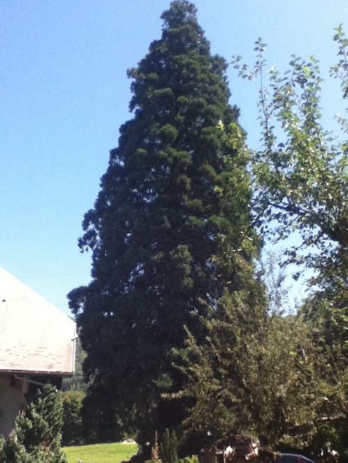Séquoia géant à Venthon