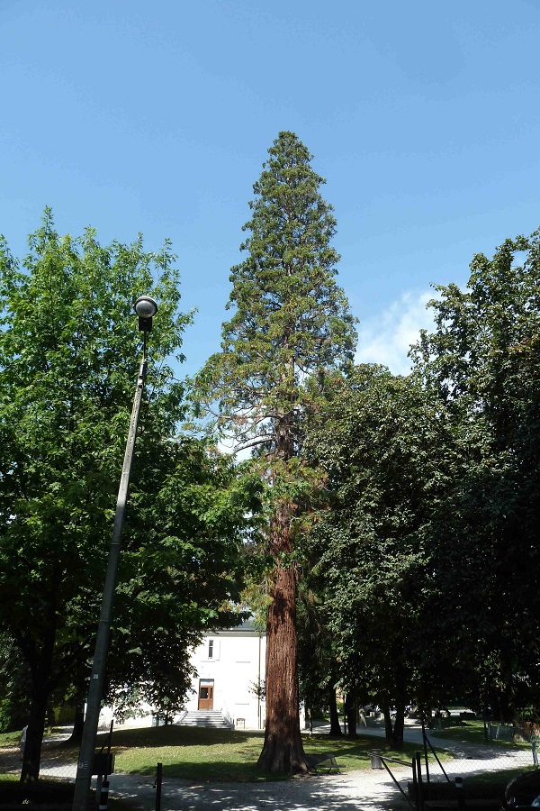 Séquoia géant à Alberville