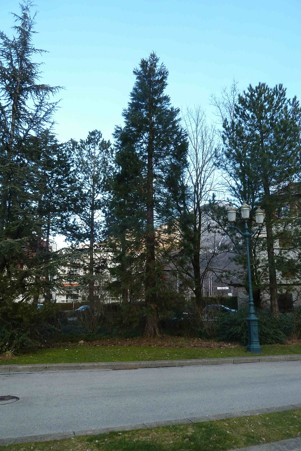 Séquoia géant à Annecy