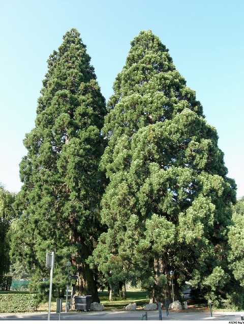 Séquoias géants à Annecy