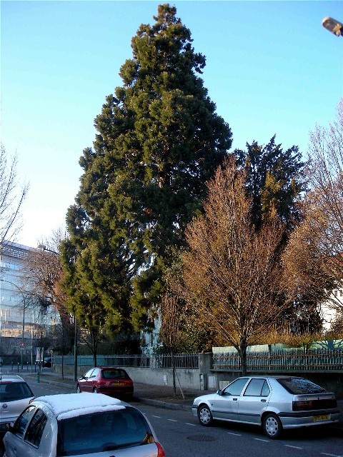 Séquoia géant à Annecy boulevard Taine