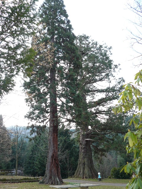 Séquoias géants au Château de la Chèze