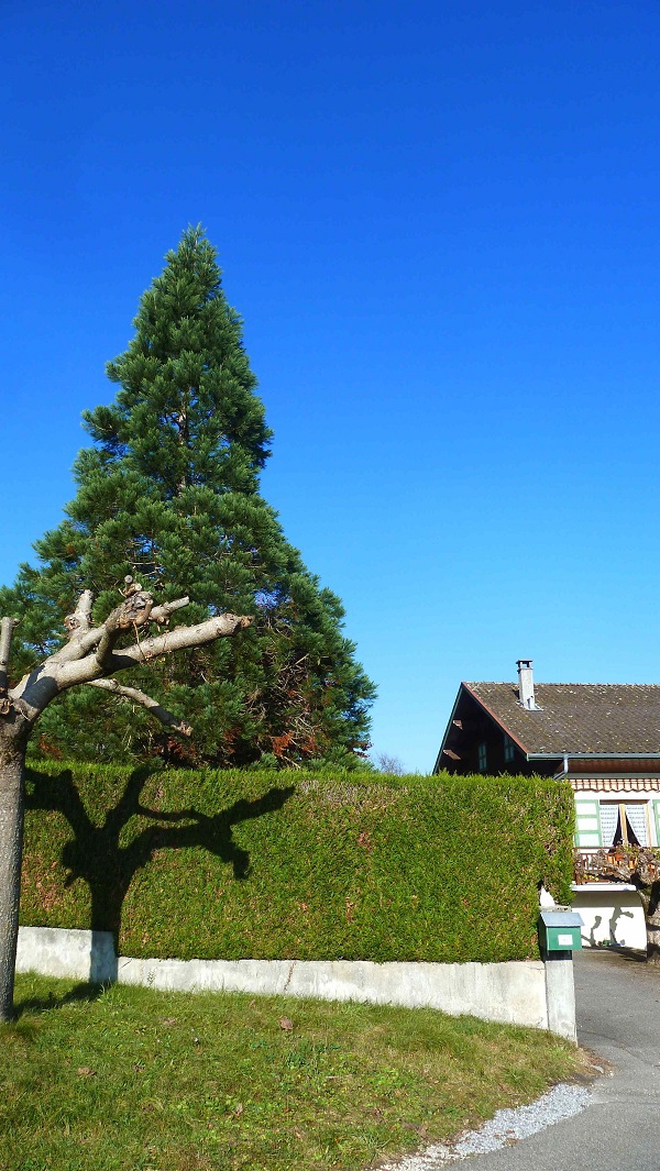 Séquoia géant à Doussard