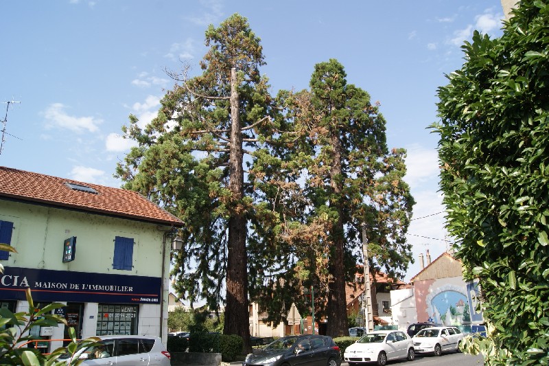 Séquoias géants à Douvaine