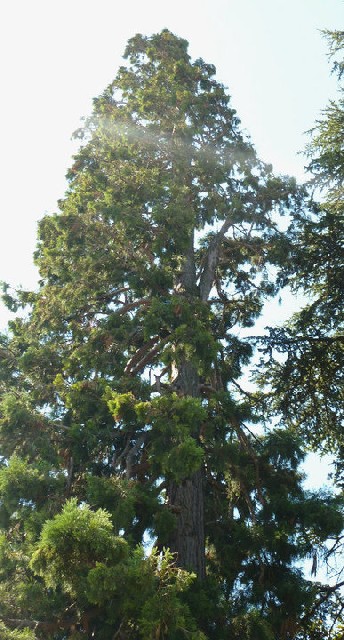 Séquoia géant à Fontaine avenue de Lénine