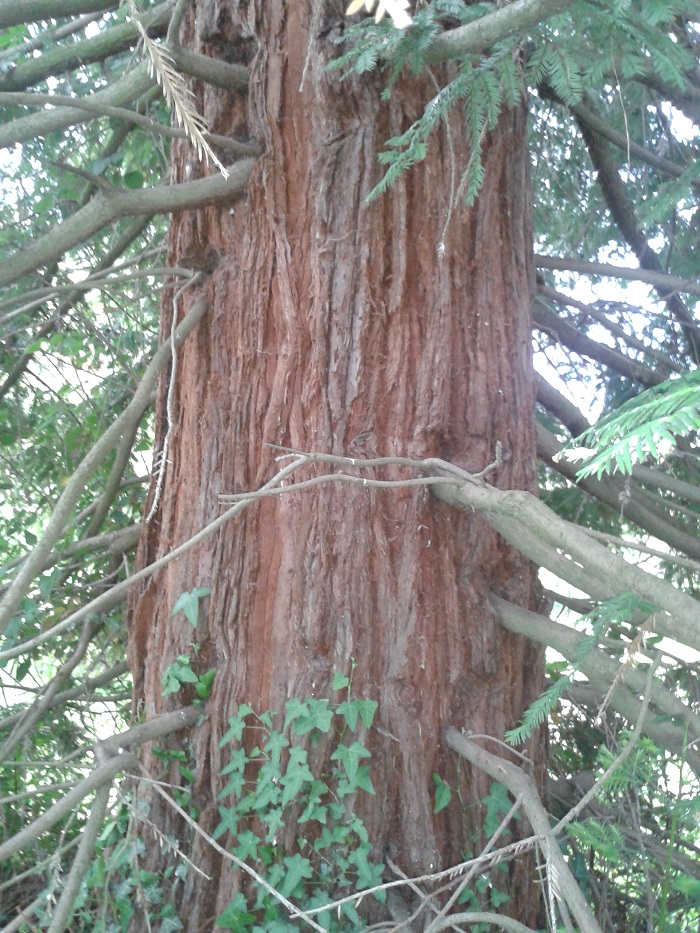 Séquoia sempervirens à La Côte St André