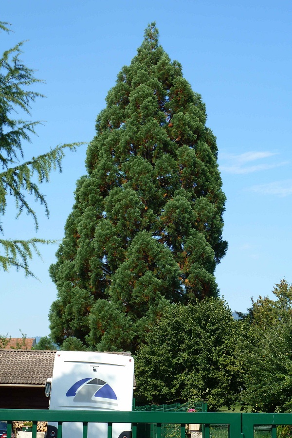 Séquoia géant à Nangy