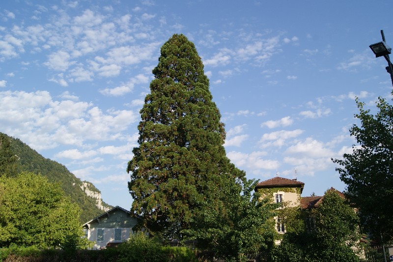 Séquoia géant rue du docteur Levrat