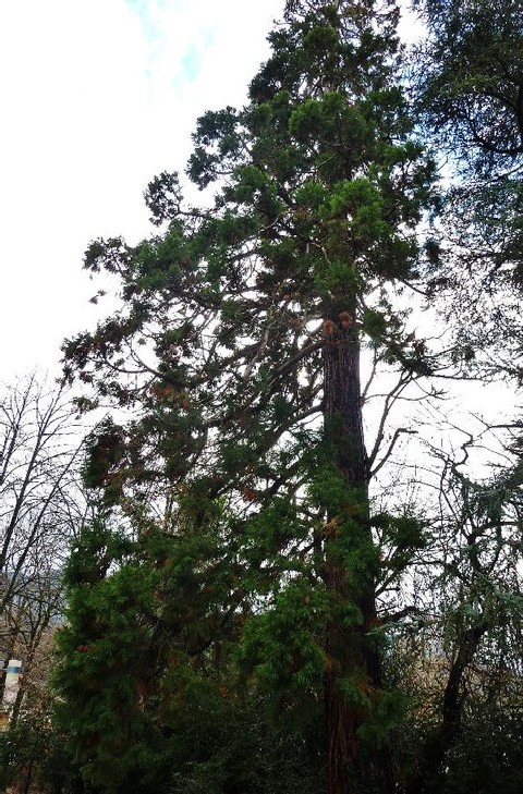 Séquoia géant à Pontcharra