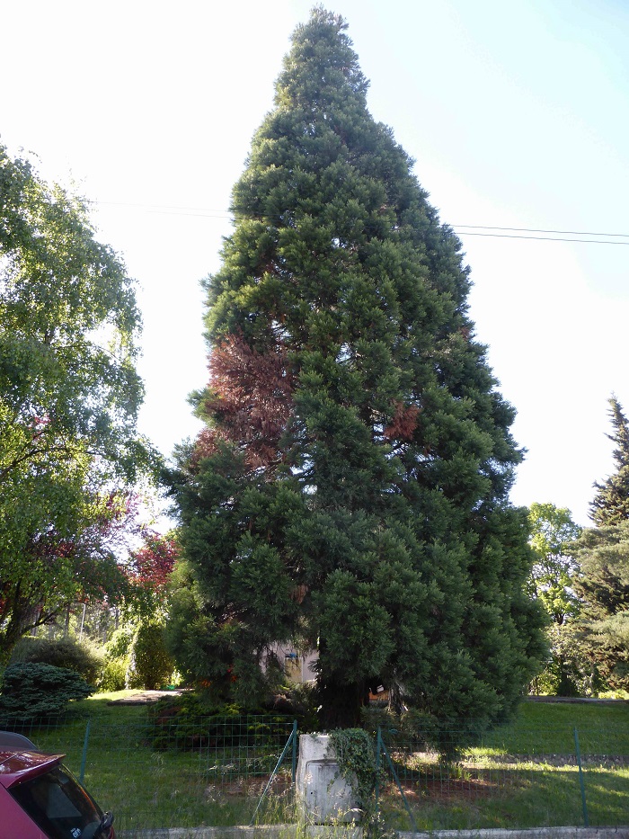 Séquoia géant à Publier