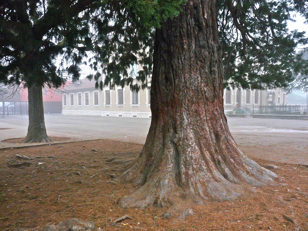 Séquoia géant à Reignier