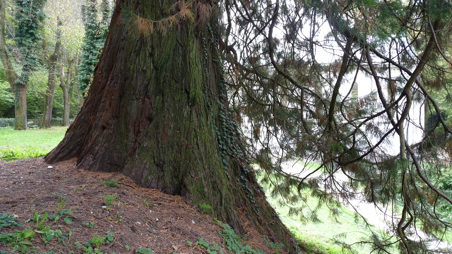 Séquoia géant à xxx