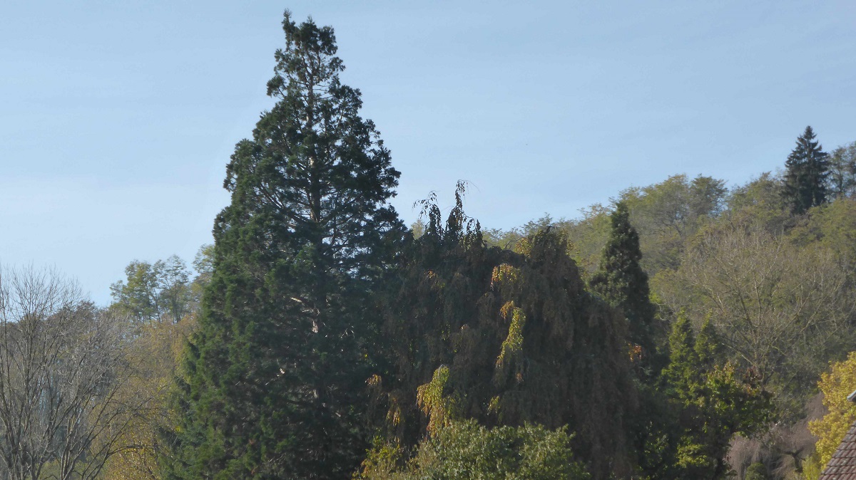 Séquoias géants à Rumilly