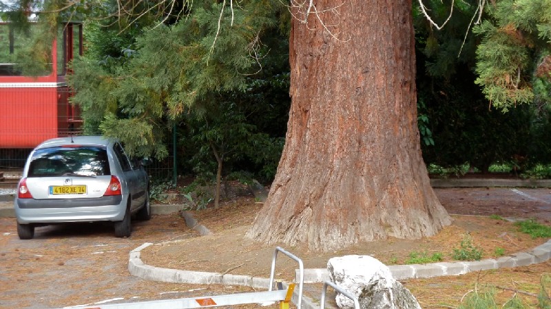 Séquoia géant à St Gervais les Bains