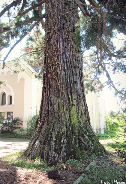 Séquoias géants à Thonon les Bains