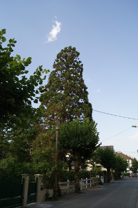 Séquoia géant rue des tilleuls