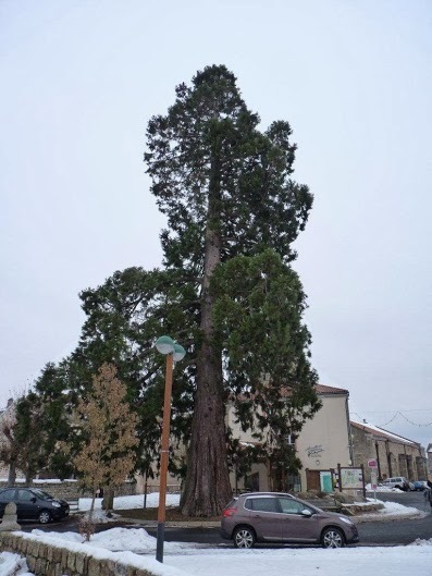 Séquoia géant à Usson en Forez