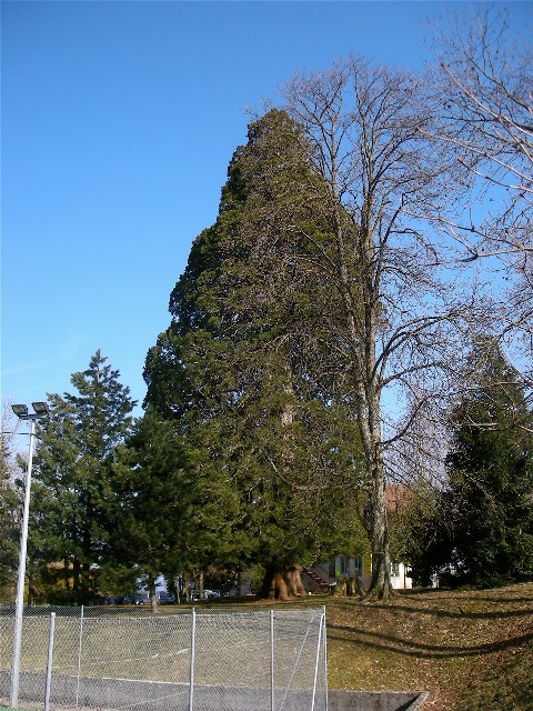 Séquoia géant à Viry