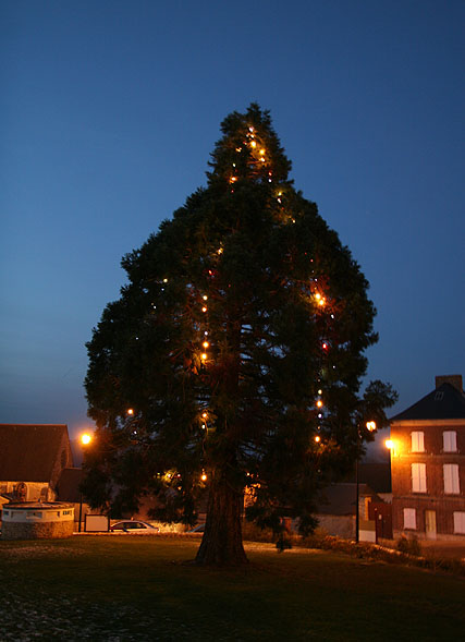 Séquoia de Noël!.. à Saint-Aubin-sur-Gaillon  ©Stéphane Sudré