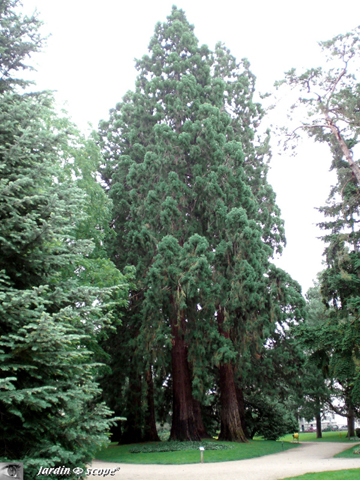 sequoiadendron giganteum