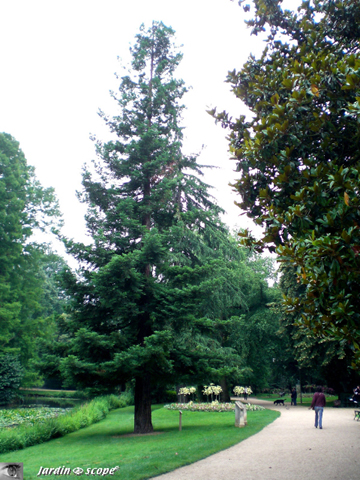 sequoia sempervirens