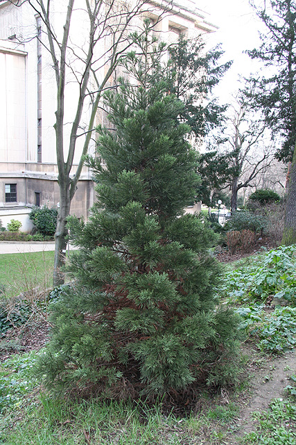 Séquoia géant, Parc du Trocadero ©Stphane Sudre