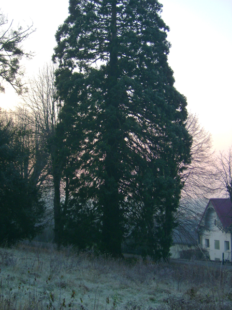 Séquoia géant à Abrest