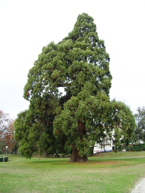 Séquoia géant à Blanquefort