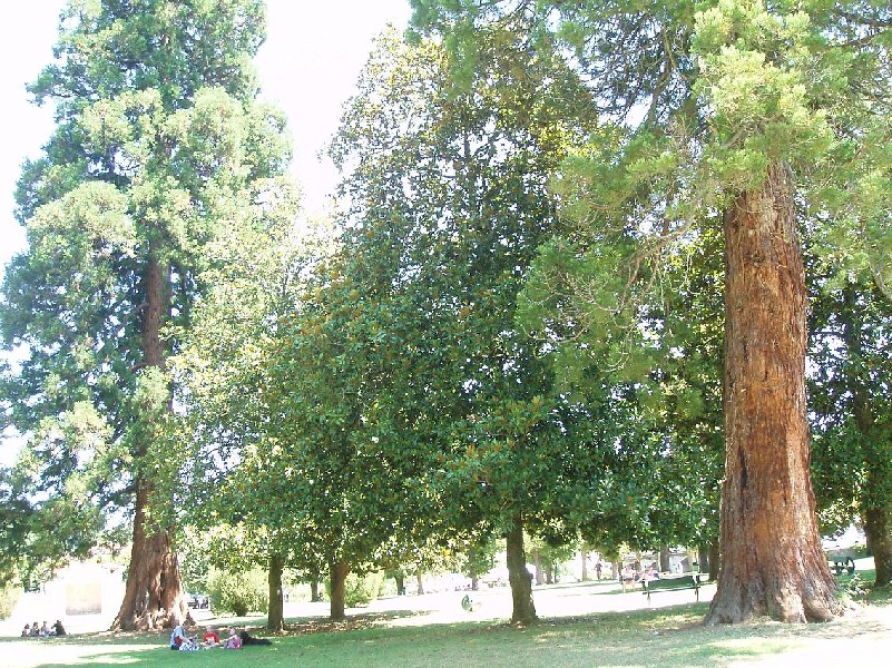 Pique-nique sous les arbres