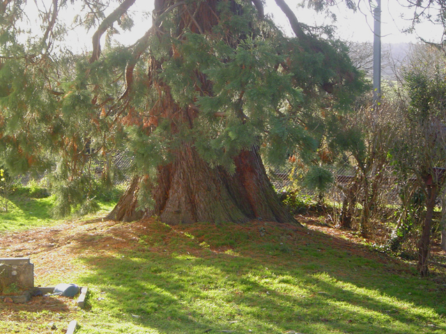 Séquoia géant en Calvados © Eric Touya