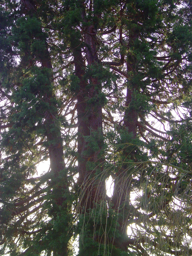 Séquoia géant © Eric Touya
