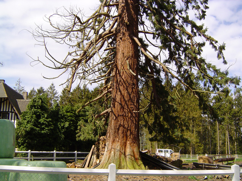 Base du séquoia géant de Campigny © Eric Touya