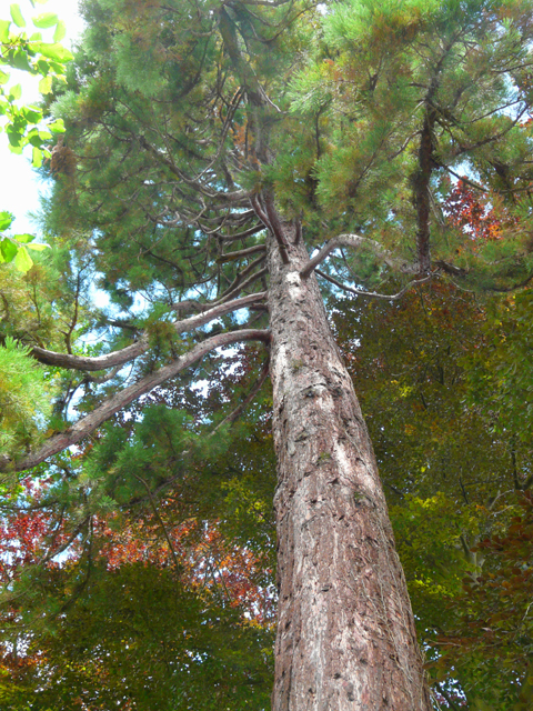 Tronc du séquoia géant de Cany © Marc Meyer