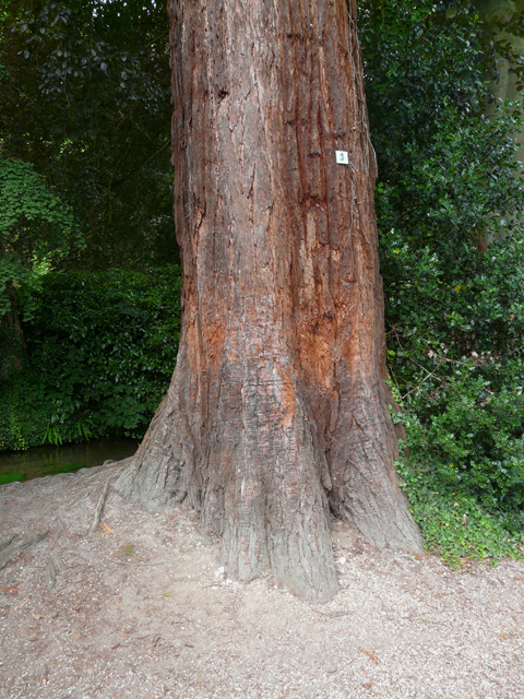 Séquoia géant © Marc Meyer