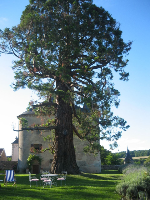 Séquoia géant à Champallement