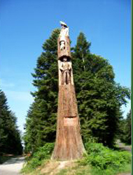 Séquoia géant dans la Forêt d'Ecouves