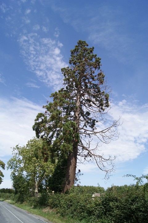 Séquoia géant à Claville © Eric Touya