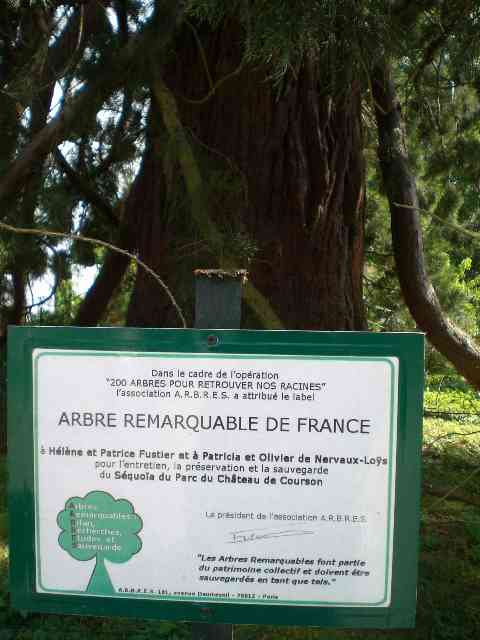 L'arbre est nominé comme "arbre remarquable de France" © La Jardinoscope