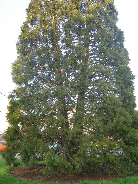 Séquoia géant fourchu à Dreux