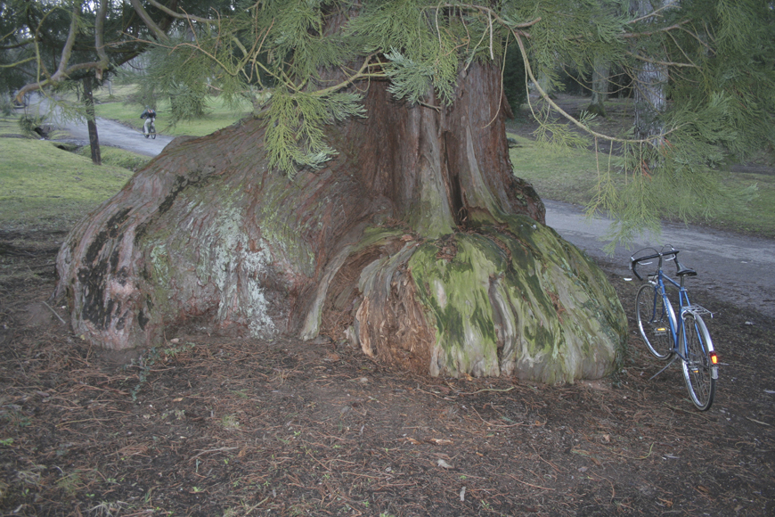 Séquoia géant à Guebwiller © Régis André