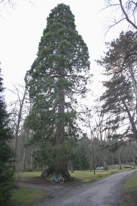 sequoiadendron giganteum, Guebwiller © Régis André