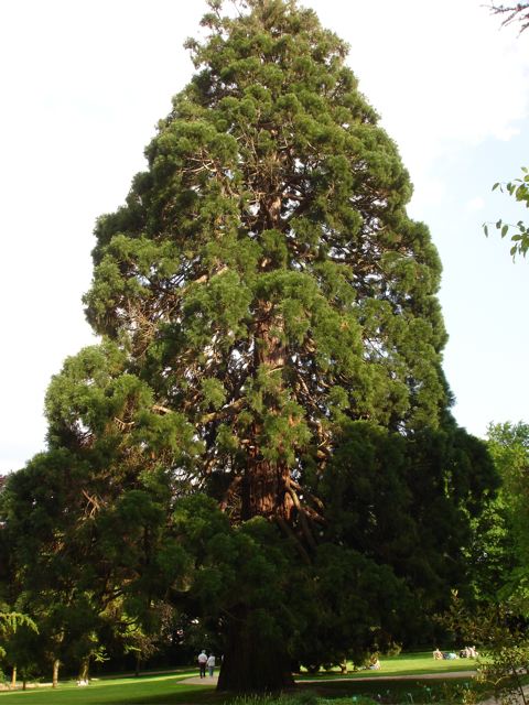 Séquoia géant, Jardin de la Perrine © Benjamin Effantin