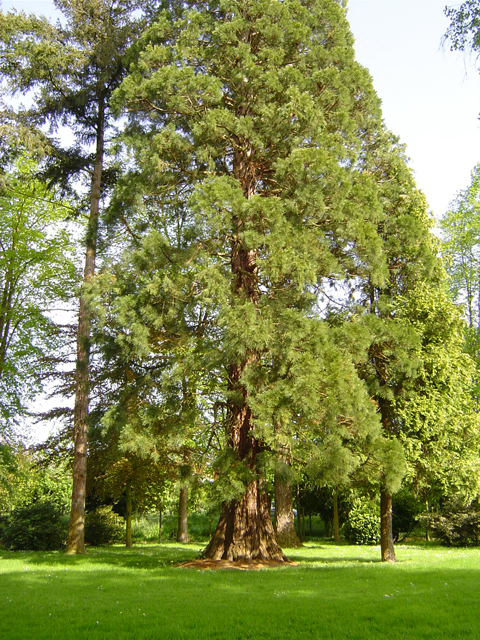 Séquoia géant au Jardin public (5m70 de tour) © Eric Touya