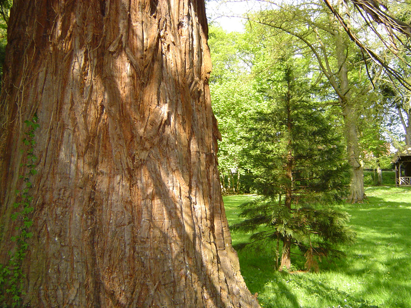 Un gros séquoia veille sur son petit frère © Eric Touya