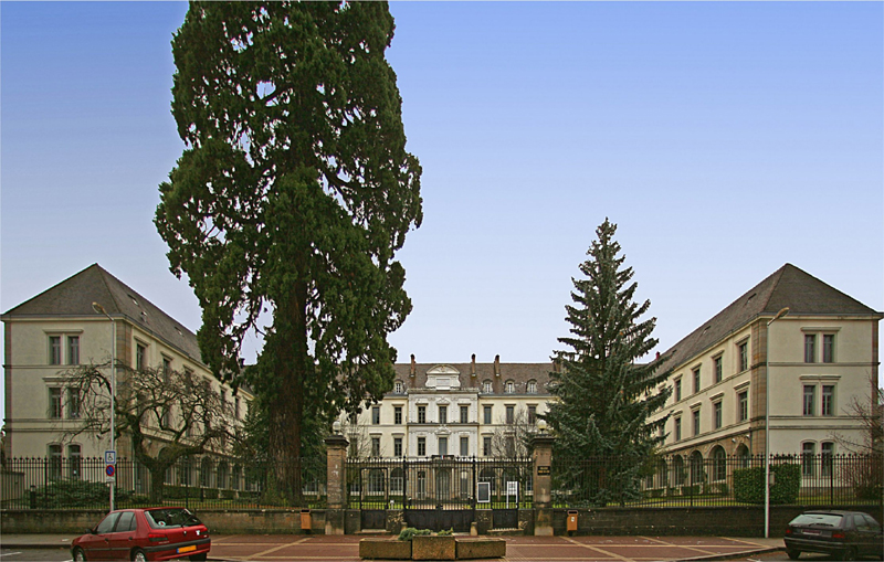 Le séquoia veille sur la Cour du Collège  © G & JP Lerch